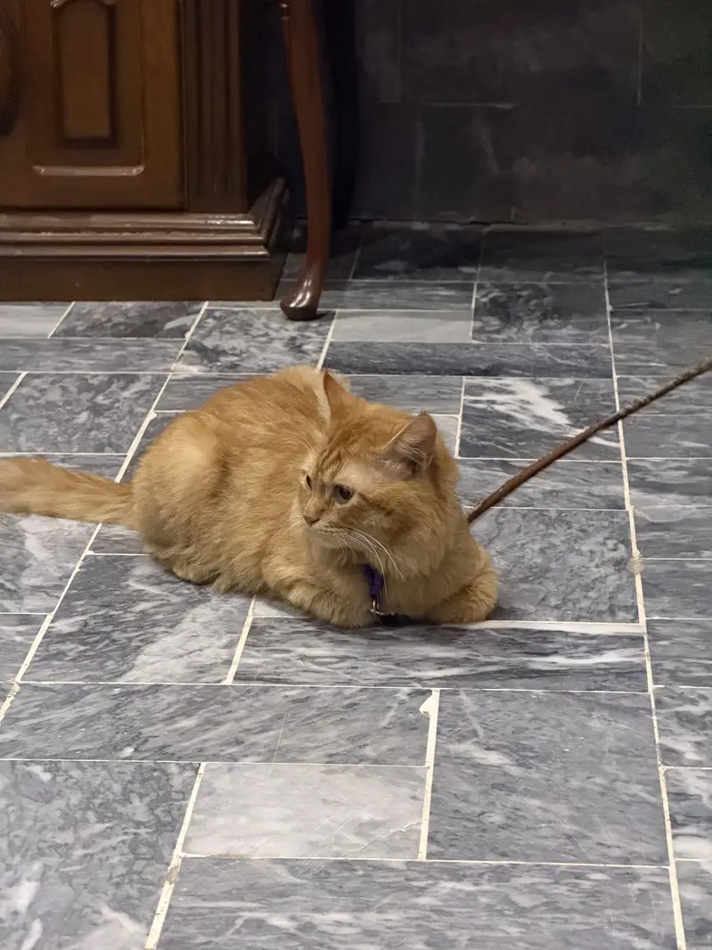 Cat rassian — photo 6