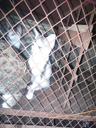 ghr ke paltuu cats