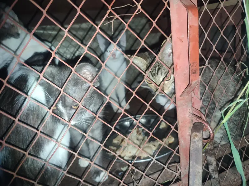 ghr ke paltuu cats — photo 2
