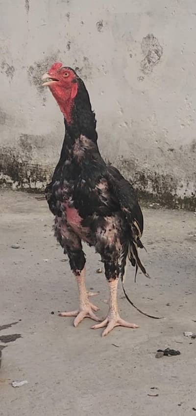 اصیل مرغا