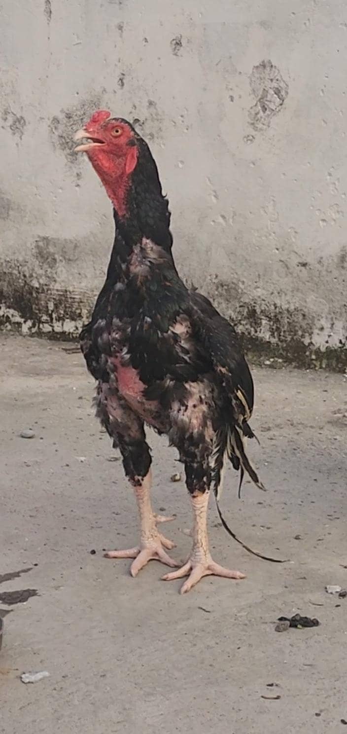 اصیل مرغا 0