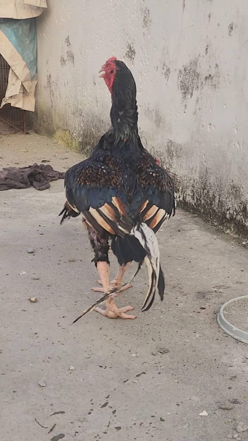 اصیل مرغا 1