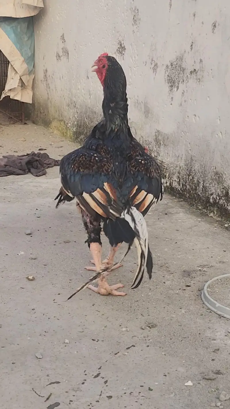 اصیل مرغا — photo 2