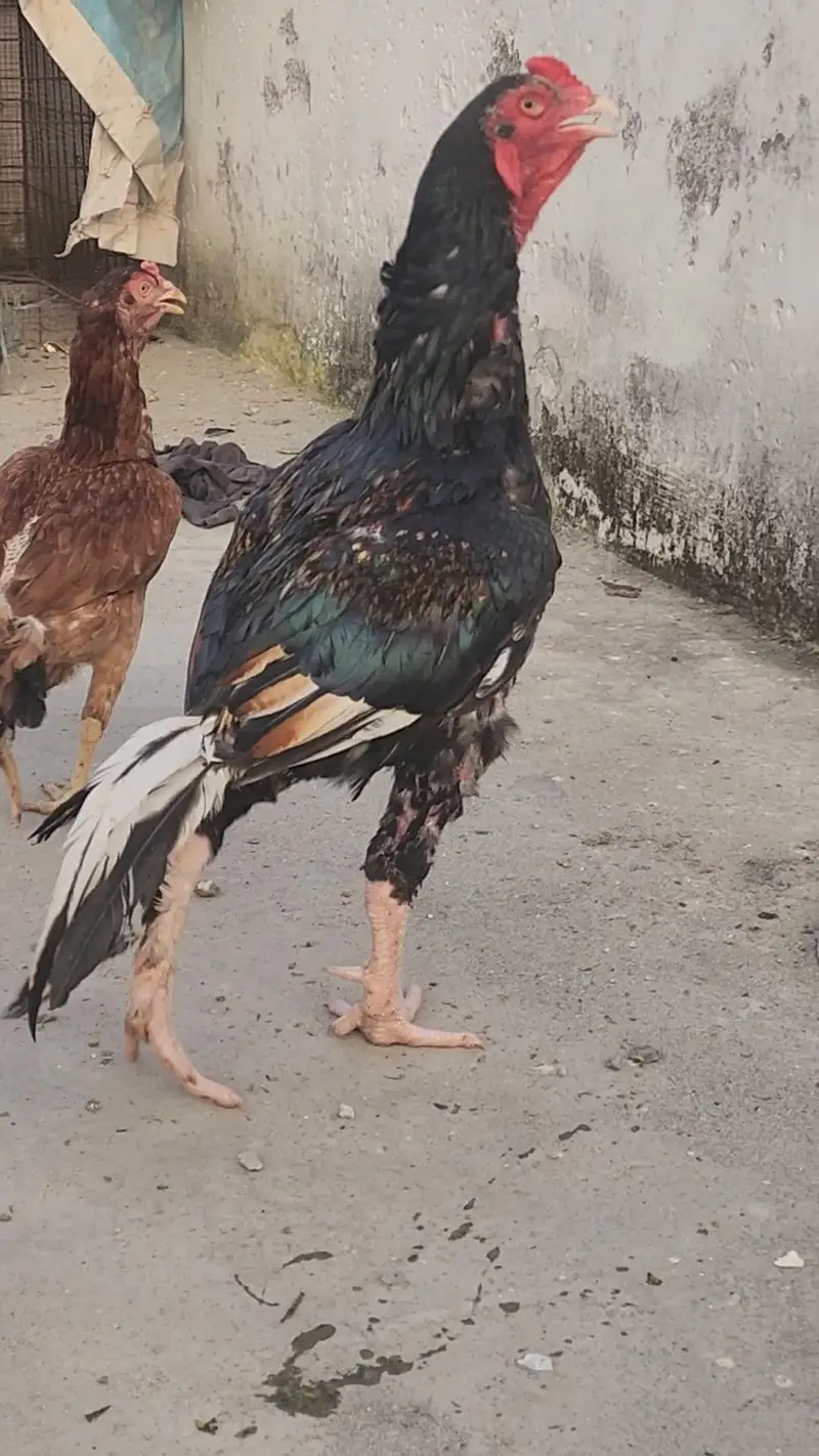 اصیل مرغا — photo 3