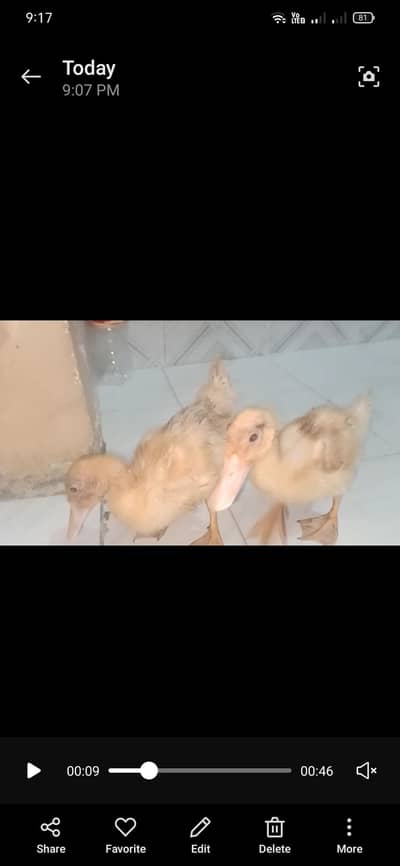 white duck pair chiks