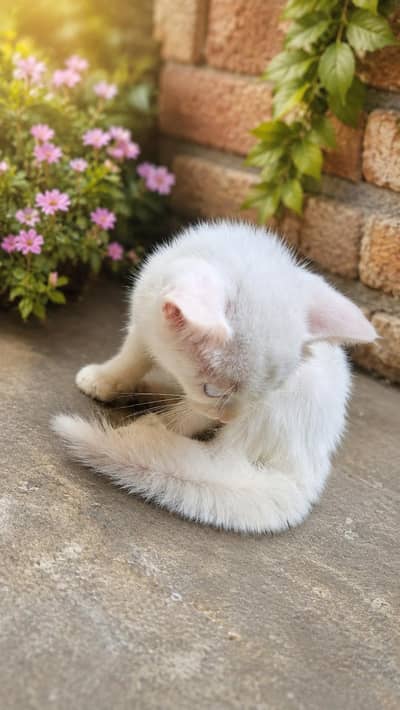 Persian cat geray and white 3pal coat  price only 12 thousand.