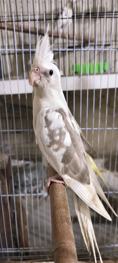 cocktail birds for sell