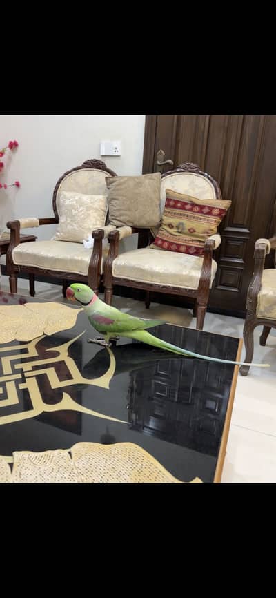 Raw perrot breeder pair