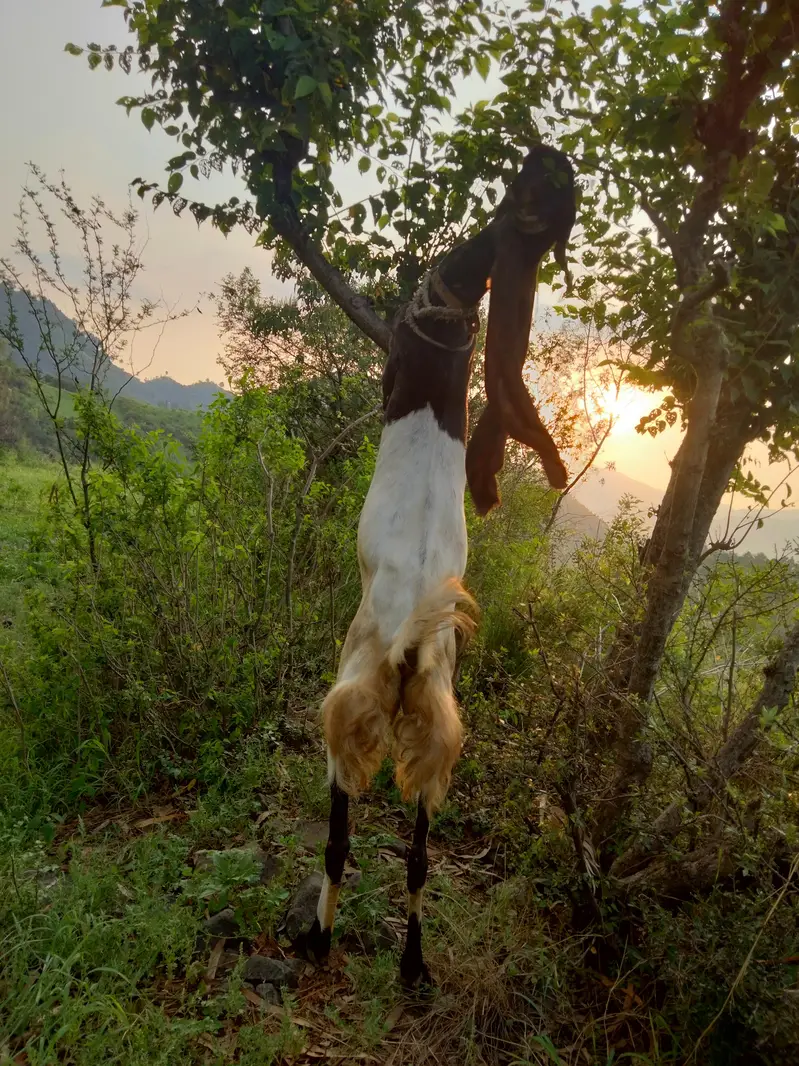 Sandi kamori paytri nasil