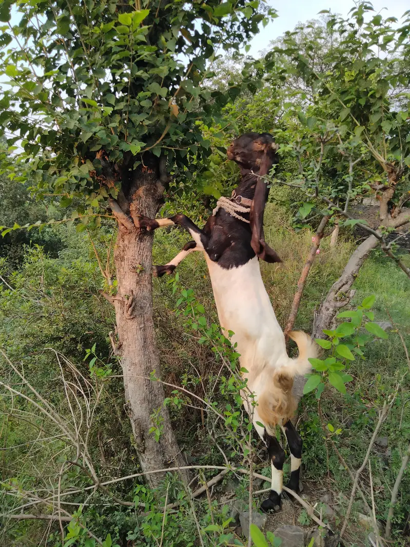 Sandi kamori paytri nasil — photo 3