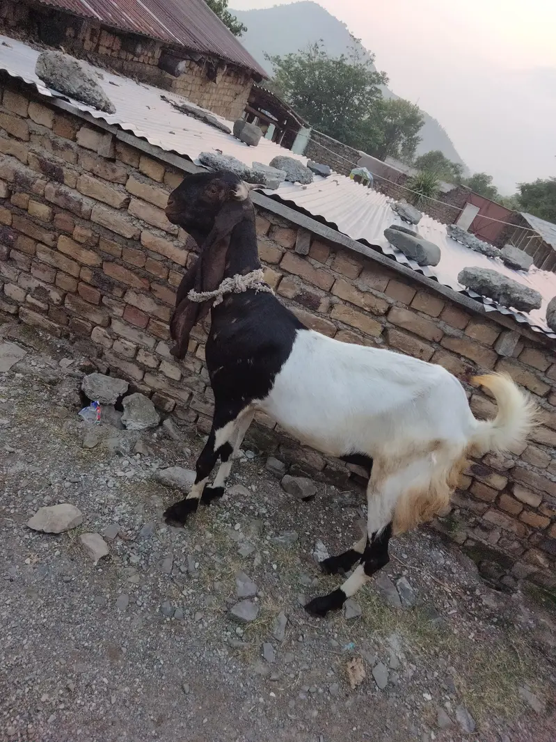 Sandi kamori paytri nasil — photo 4