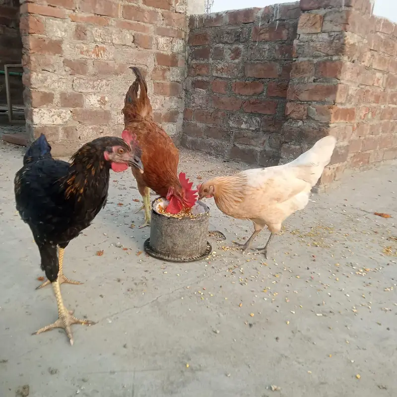 3 peace Hain — photo 2