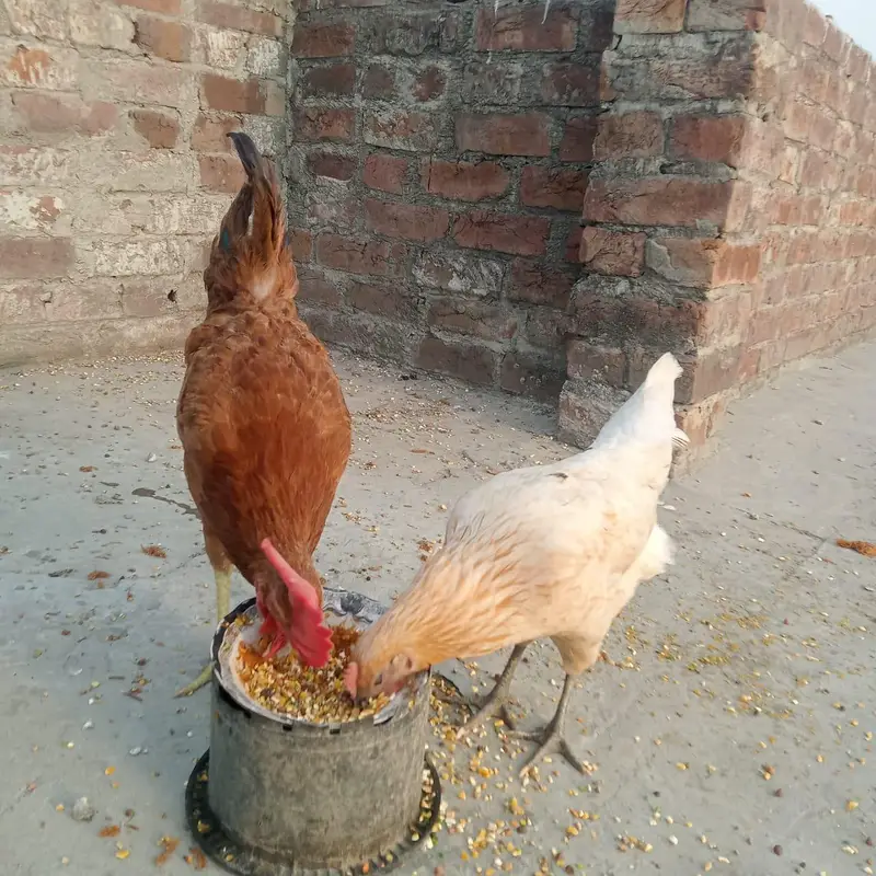 3 peace Hain — photo 3