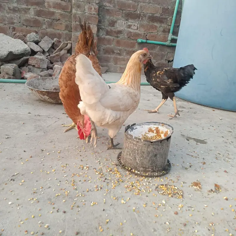3 peace Hain — photo 4