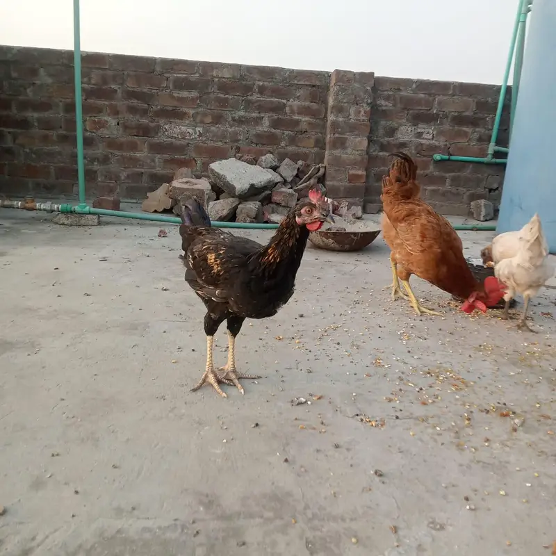 3 peace Hain — photo 7