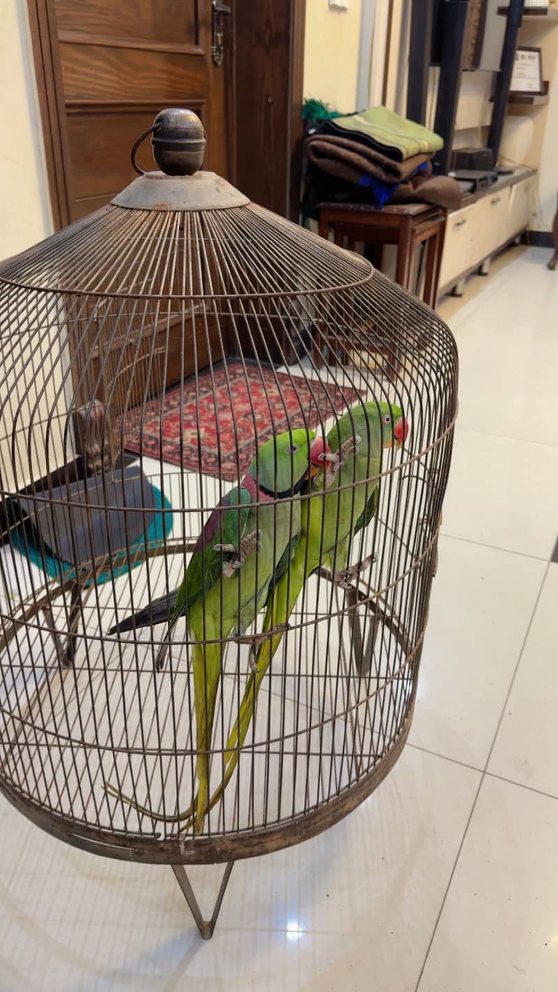 Raw perrot  pair 1