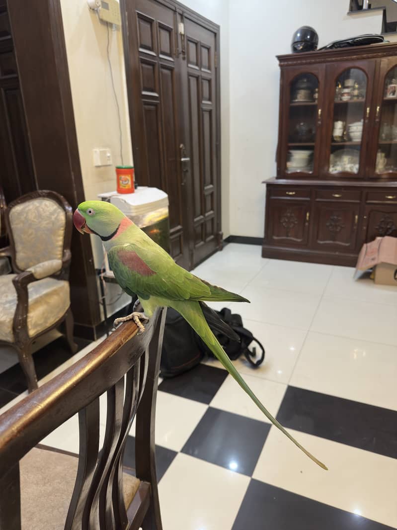 Raw perrot  pair 2