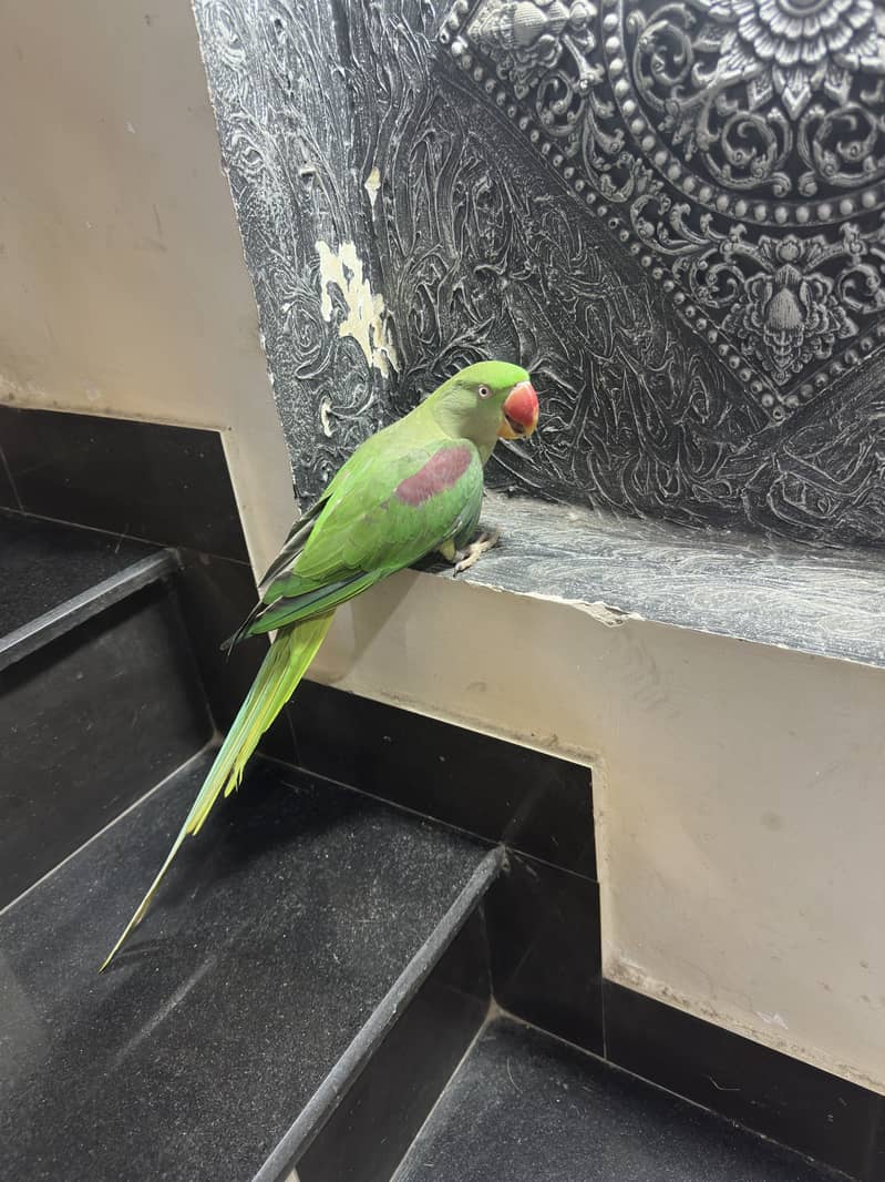 Raw perrot  pair 3