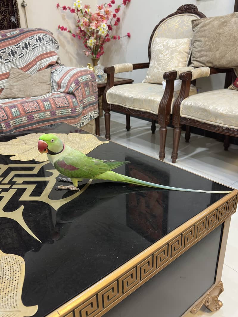 Raw perrot  pair 4