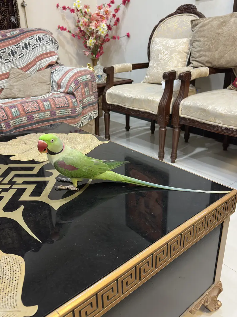 Raw perrot  pair — photo 5