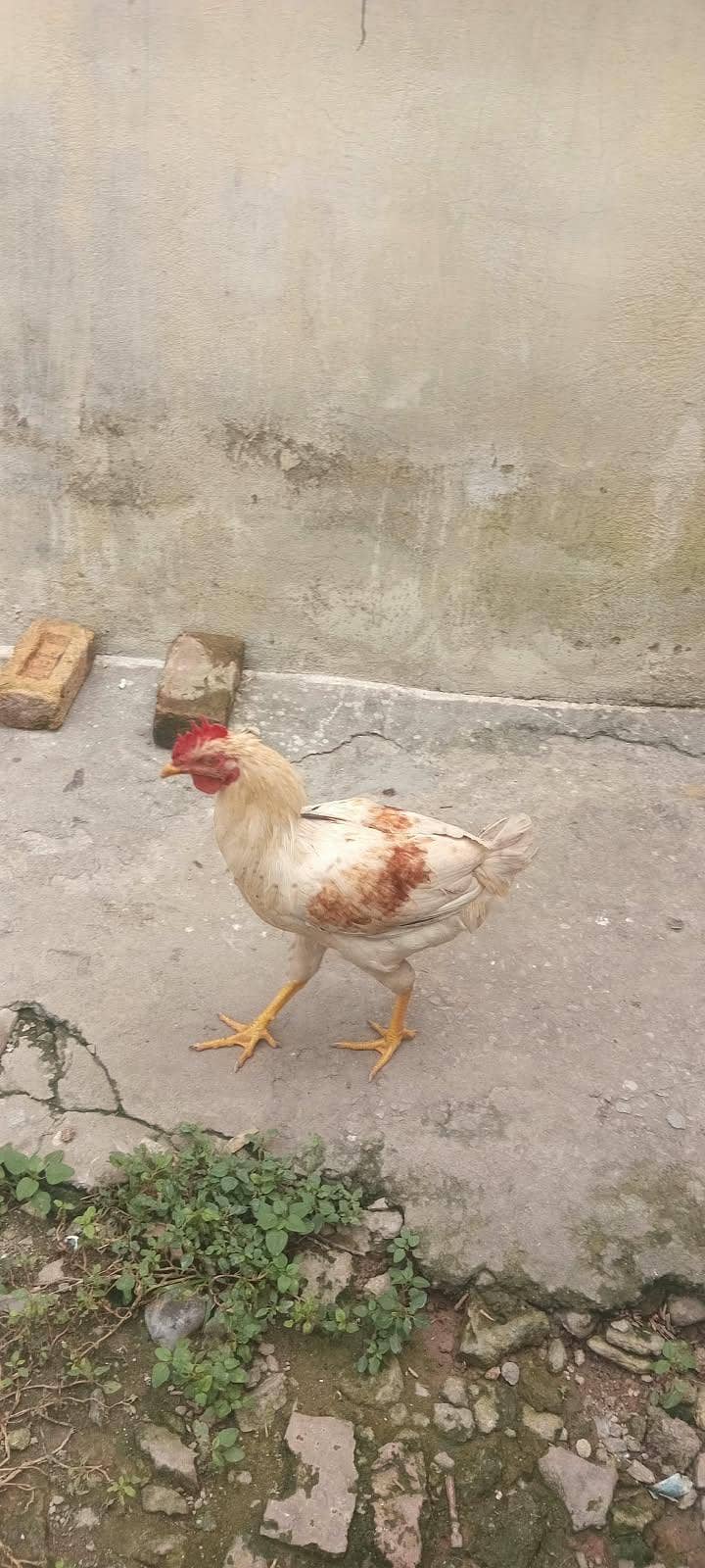 homemade 0