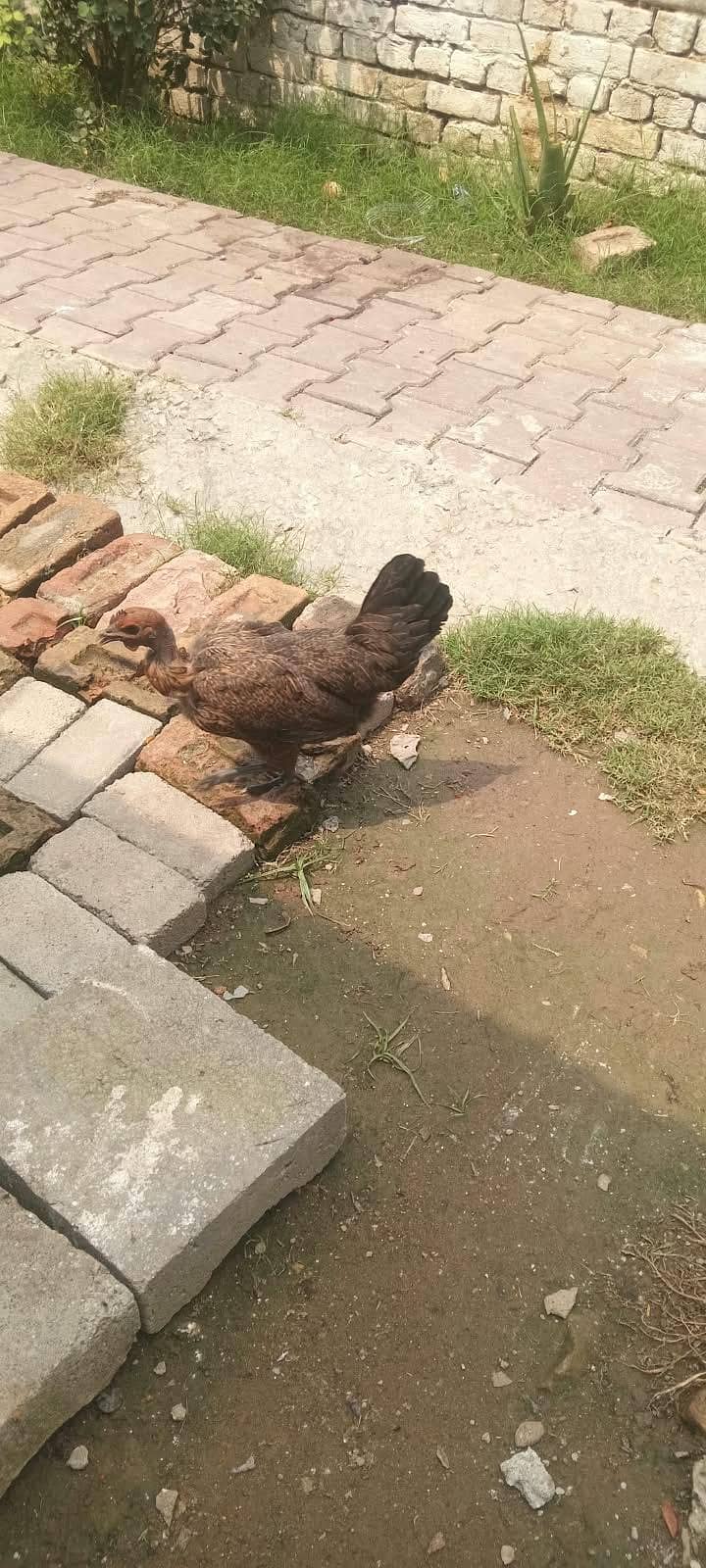 homemade 1
