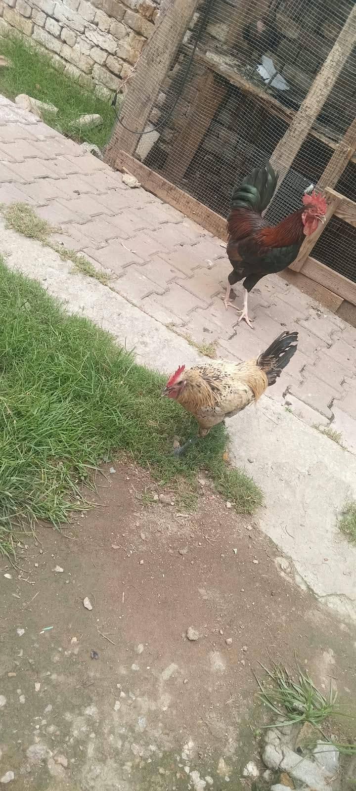 homemade 2