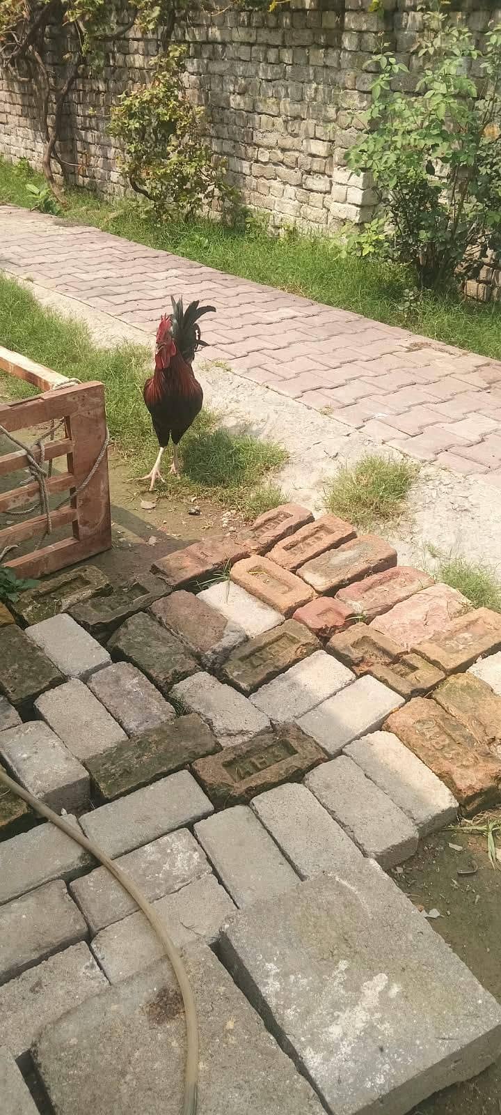homemade 4