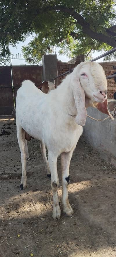 rajan pori breeder