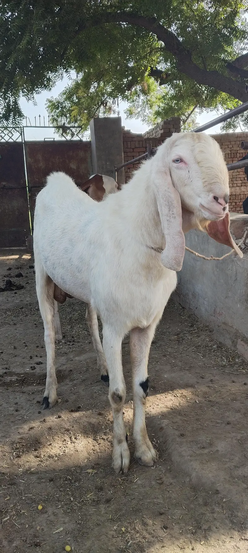 rajan pori breeder
