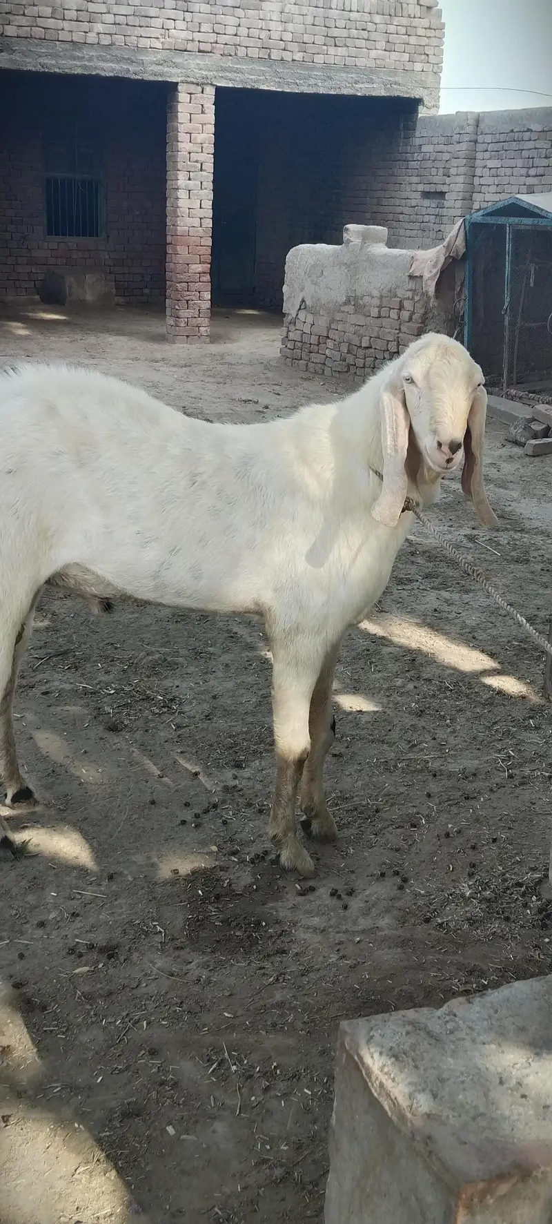 rajan pori breeder — photo 2