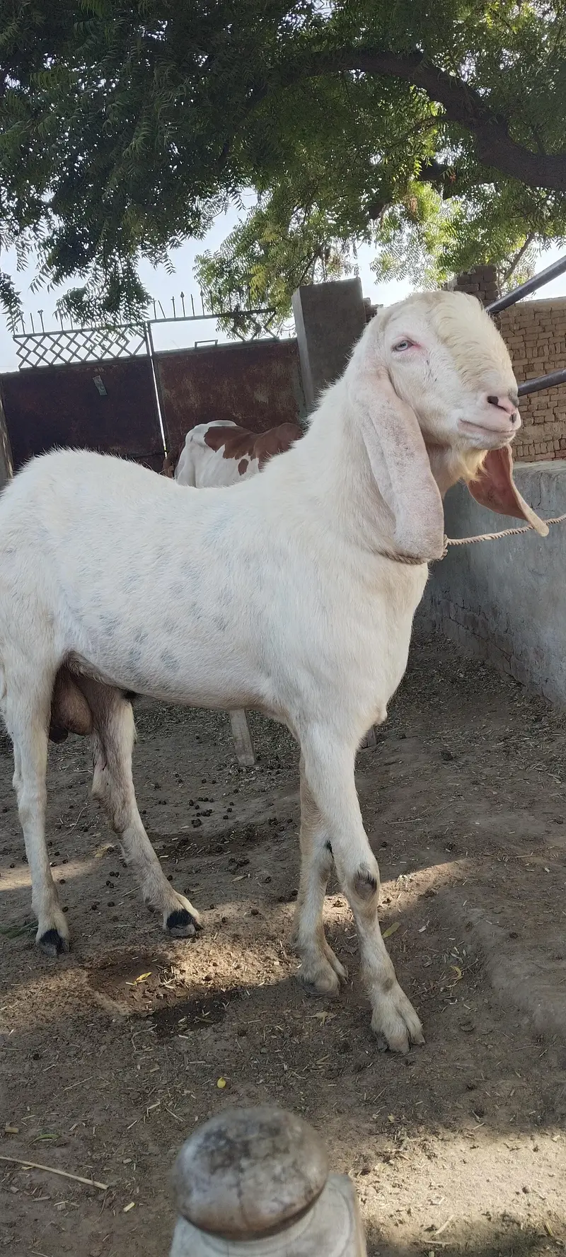 rajan pori breeder — photo 3