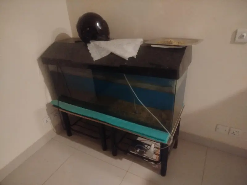 fish equrium 4 feet tank — photo 2
