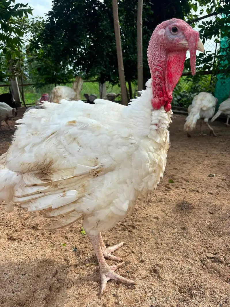Turkey Pair For Sale