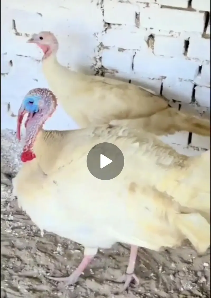 Turkey Pair For Sale — photo 2