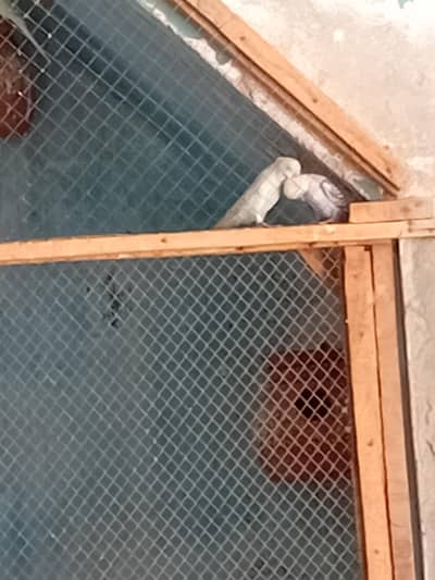 australion parrot breder pair for sale