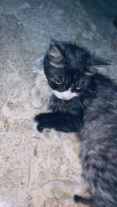 Persian double coated cat