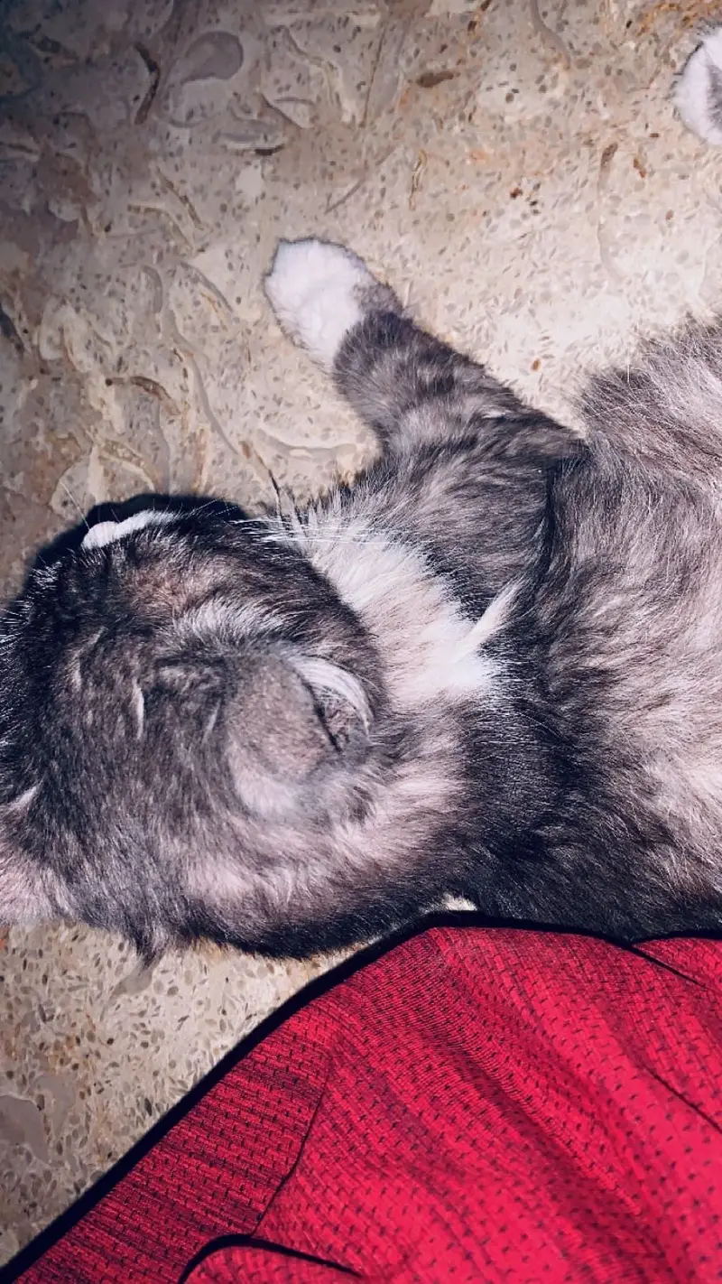 Persian double coated cat — photo 2