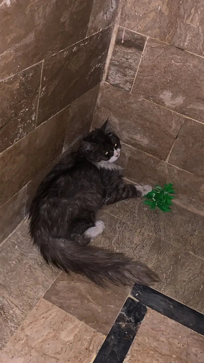 Persian double coated cat — photo 3