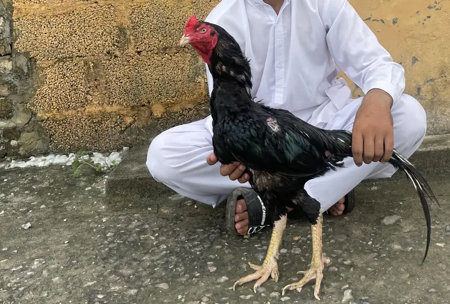 lasani aseel — photo 2