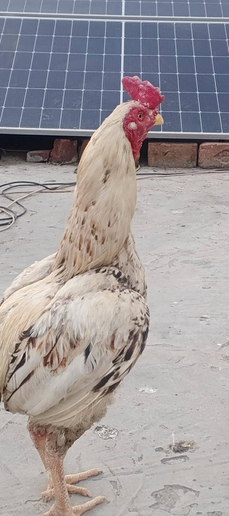 aseel murga 5