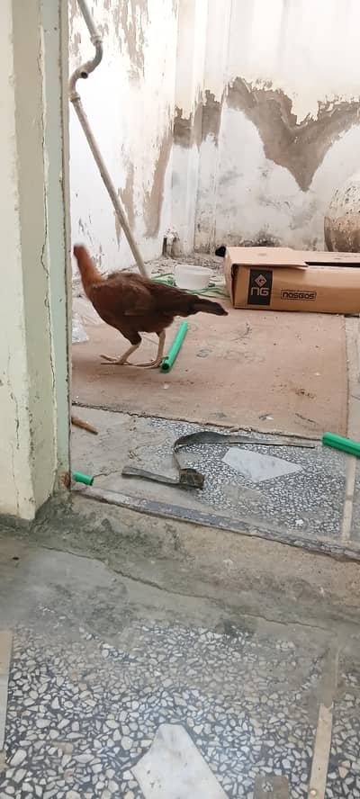 Aseel Pair Male  & Female  for sale.
