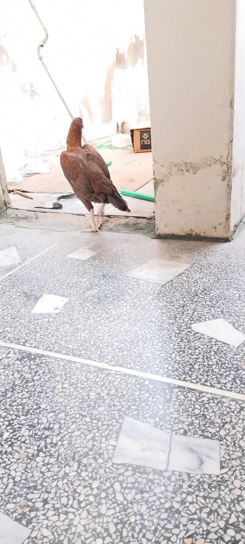 Aseel Pair Male  & Female  for sale. — photo 3