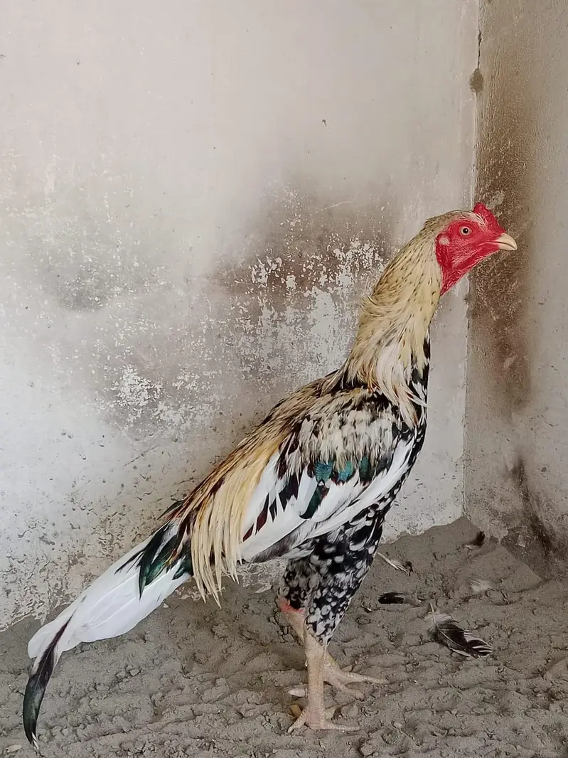 male female — photo 2