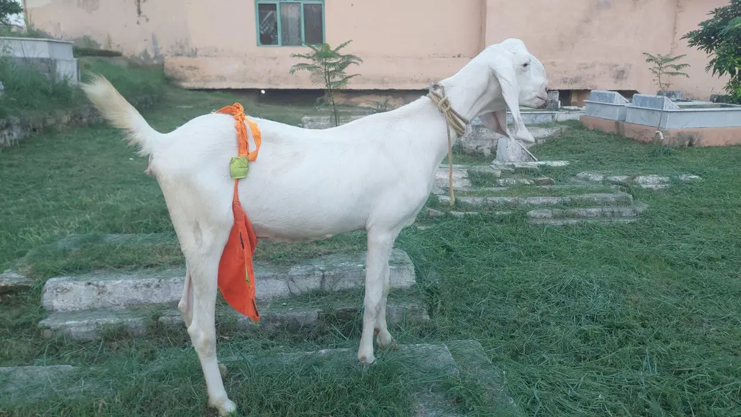 Rajanpuri Bakri