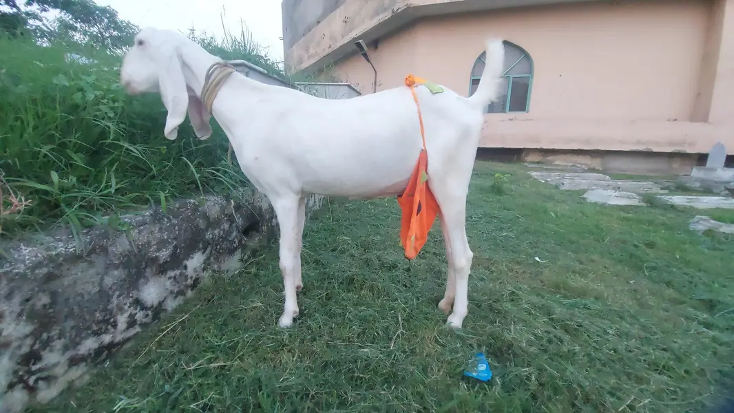 Rajanpuri Bakri — photo 2