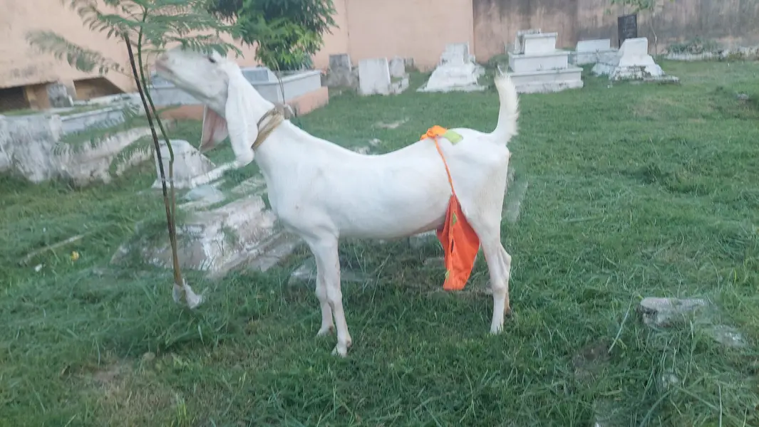 Rajanpuri Bakri — photo 3