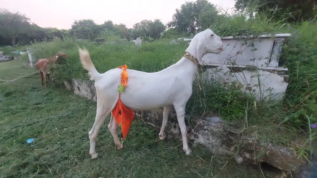 Rajanpuri Bakri — photo 4