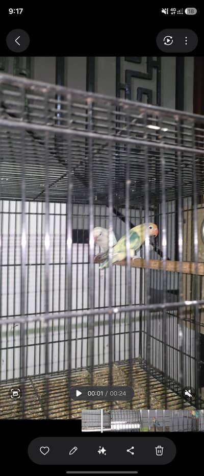 8 Pairs Breeder Love birds, Opline ,Decino, ino, split pale fellow.