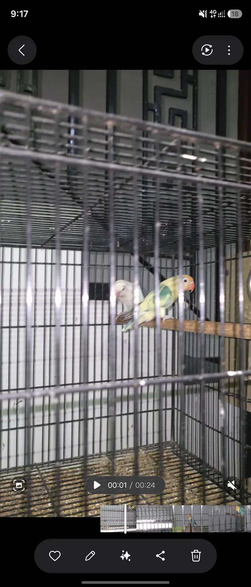 8 Pairs Breeder Love birds, Opline ,Decino, ino, split pale fellow.